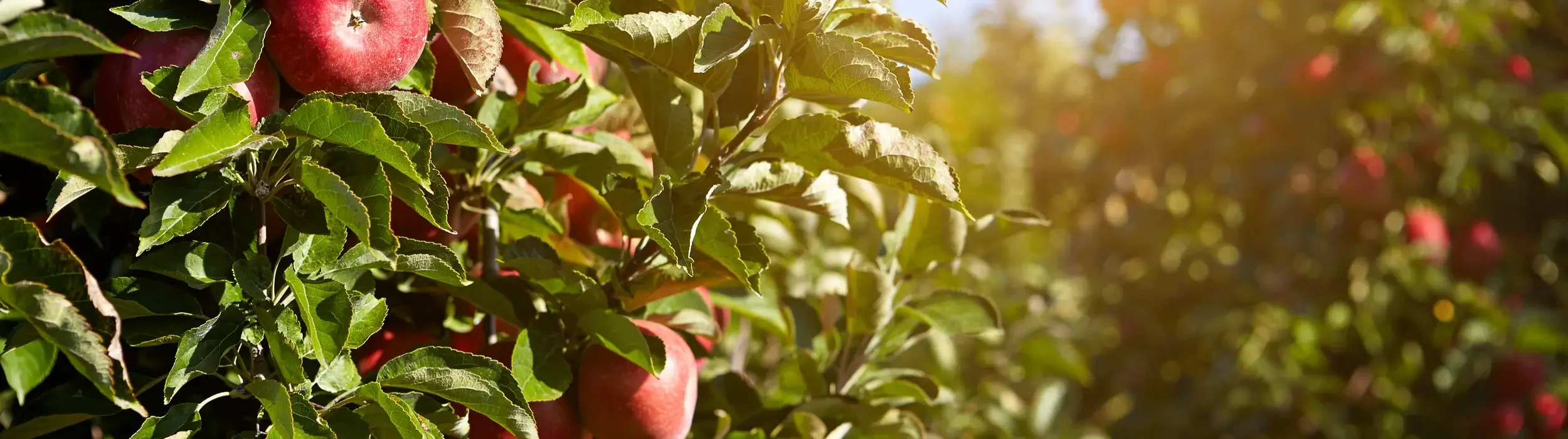 Apfel-Stimmungsbild__FocusFillWyIwLjAwIiwiMC4wMCIsMjUwMCw3MDBd